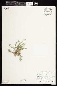 Astragalus lotiflorus image