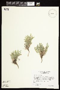 Astragalus lotiflorus image
