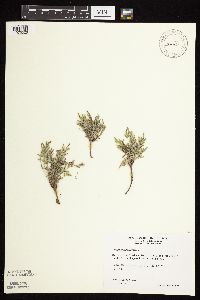 Astragalus lotiflorus image