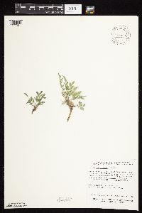 Astragalus lotiflorus image