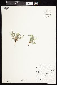 Astragalus lotiflorus image