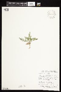 Astragalus lotiflorus image