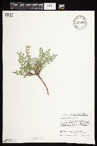 Astragalus lotiflorus image