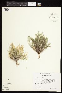 Astragalus lotiflorus image