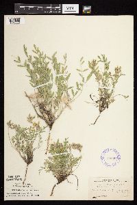 Astragalus lotiflorus image