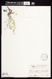 Astragalus lotiflorus image