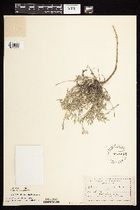 Astragalus lotiflorus image