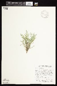 Astragalus lotiflorus image