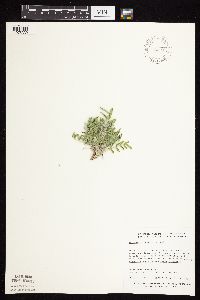 Astragalus lotiflorus image