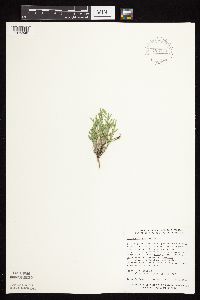 Astragalus lotiflorus image