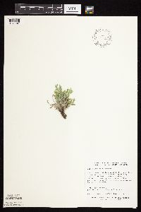 Astragalus lotiflorus image