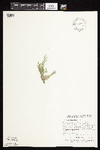 Astragalus lotiflorus image