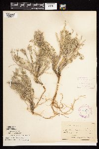 Astragalus lotiflorus image