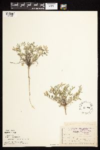 Astragalus lotiflorus image