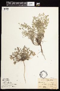 Astragalus lotiflorus image