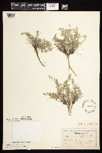Astragalus lotiflorus image