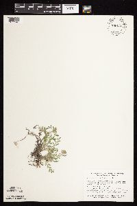 Astragalus lotiflorus image