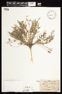 Astragalus lotiflorus image