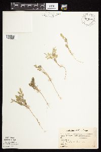 Astragalus lotiflorus image