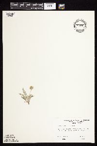 Astragalus lotiflorus image