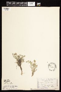 Astragalus lotiflorus image