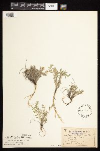 Astragalus lotiflorus image