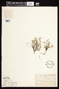 Astragalus lotiflorus image