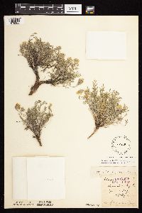 Astragalus lotiflorus image