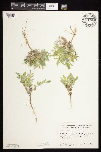 Astragalus lotiflorus image