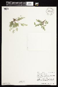 Astragalus lotiflorus image