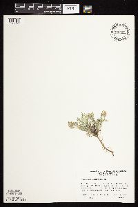 Astragalus lotiflorus image