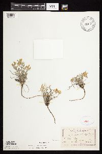 Astragalus lotiflorus image