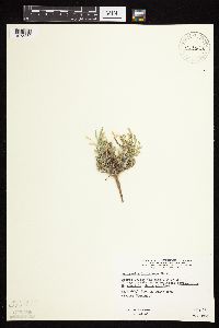 Astragalus lotiflorus image