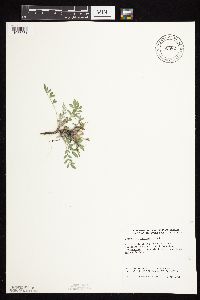 Astragalus lotiflorus image