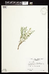 Astragalus lotiflorus image