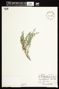 Astragalus lotiflorus image