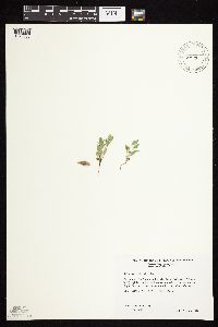 Astragalus lotiflorus image