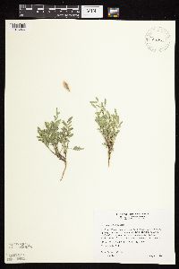 Astragalus lotiflorus image