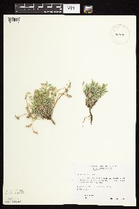 Astragalus lotiflorus image