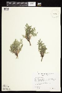 Astragalus lotiflorus image