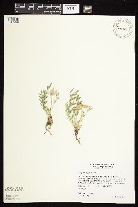 Astragalus lotiflorus image
