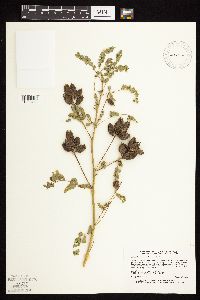 Astragalus neglectus image