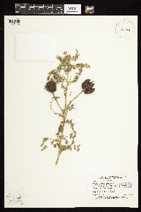 Astragalus neglectus image