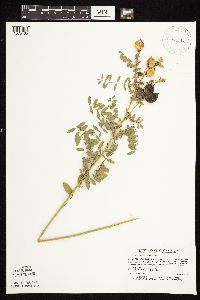 Astragalus neglectus image