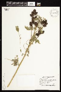 Astragalus neglectus image