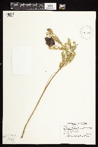 Astragalus neglectus image