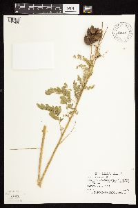 Astragalus neglectus image