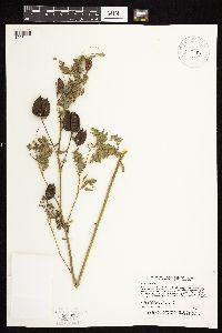 Astragalus neglectus image