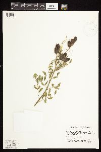 Astragalus neglectus image