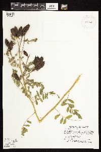 Astragalus neglectus image